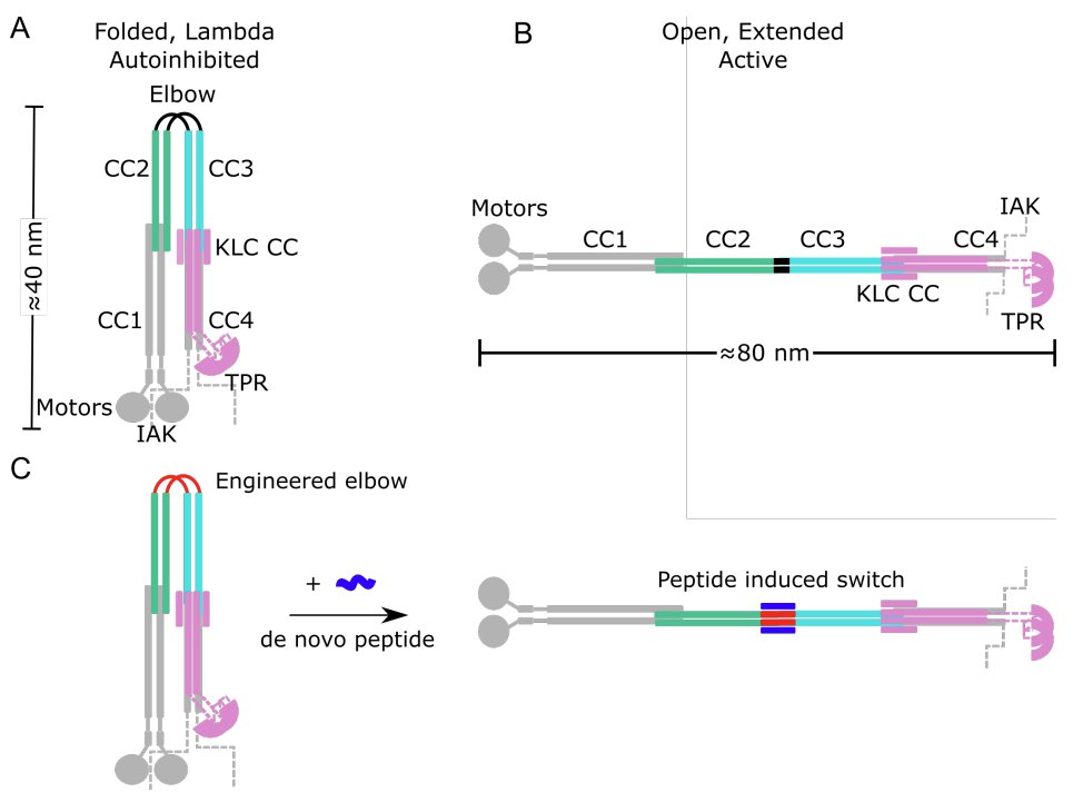 WoolfsonLab (@woolfsonlab) on Twitter photo New preprint out in bioRxiv, in collaboration with <a href="/MarkDodding/">Mark Dodding</a> . Check out Jess's work on engineering an allosteric switch into kinesin-1 motors through de novo protein design. Congrats to Jess and the team! biorxiv.org/content/10.110… New preprint out in bioRxiv, in collaboration with <a href="/MarkDodding/">Mark Dodding</a> . Check out Jess's work on engineering an allosteric switch into kinesin-1 motors through de novo protein design. Congrats to Jess and the team! biorxiv.org/content/10.110…