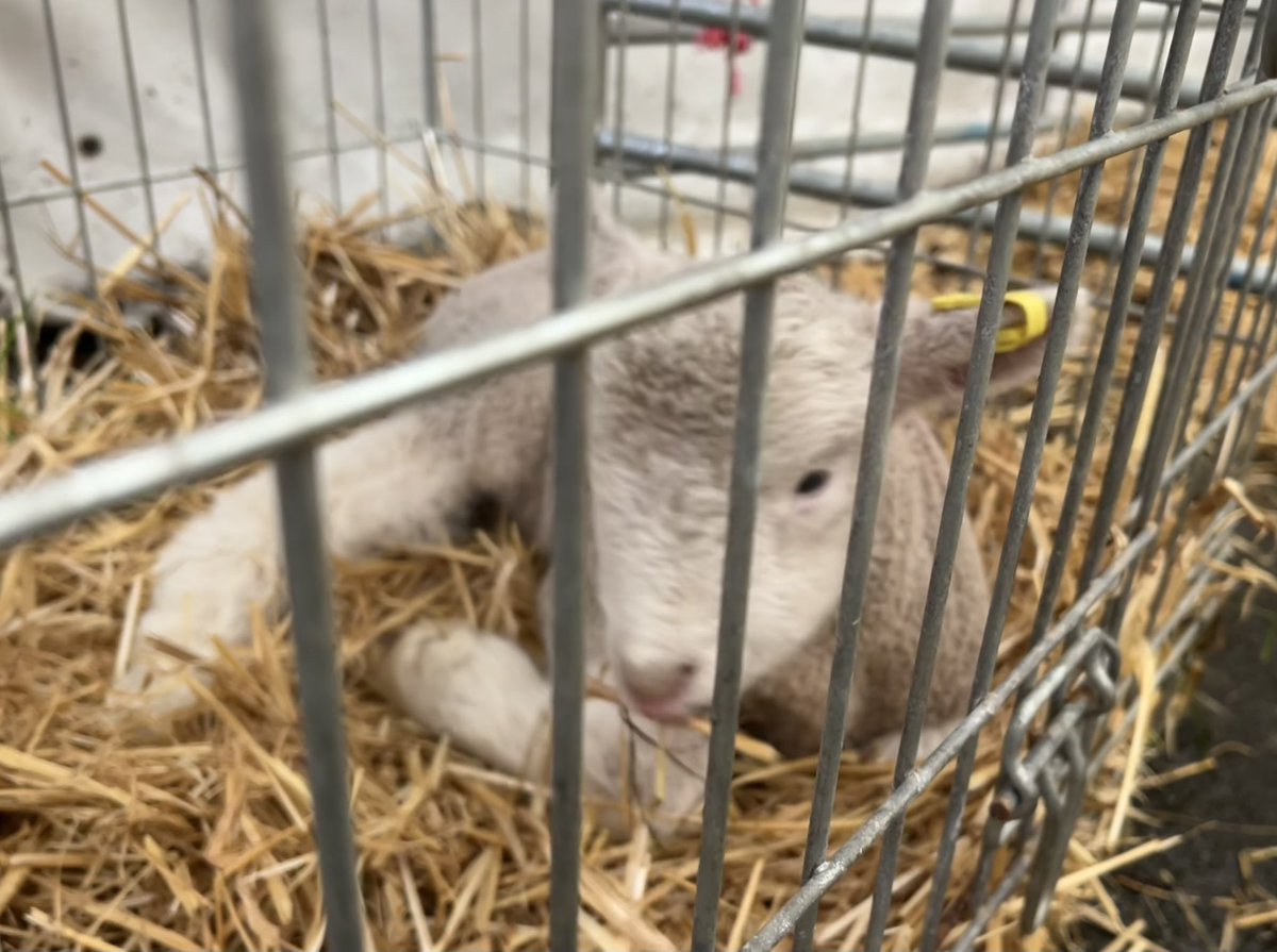 cornwallcivic's tweet photo. Absolutely delighted to attend the #Liskeard #primestock show on Saturday and help give out the prizes 😊 https://t.co/ofergwq4OC