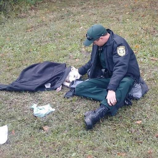 Down in Kissimmee, Florida, a dog was spotted lying on the side of the road. It had been hit by a car. Osceola County deputy Josh Fiorelli was passing by when he saw the injured animal. The female dog was alive but was hurt enough that it couldn't move. Josh was heartbroken that