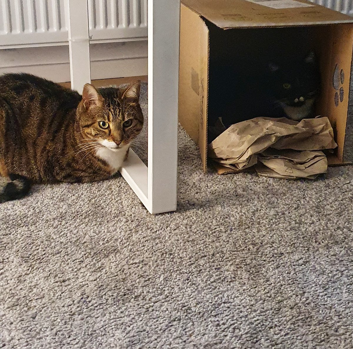 Cedric_Luechau's tweet image. Wenn man im Büro am freien Brückentag sich weiter dem Studium widmet und die kleinen felligen Mitbewohner einen niemals alleine lassen wollen. Einfach nur süß die Beiden. 🐈🐈‍⬛

#FelineSupport 
#Fernstudium