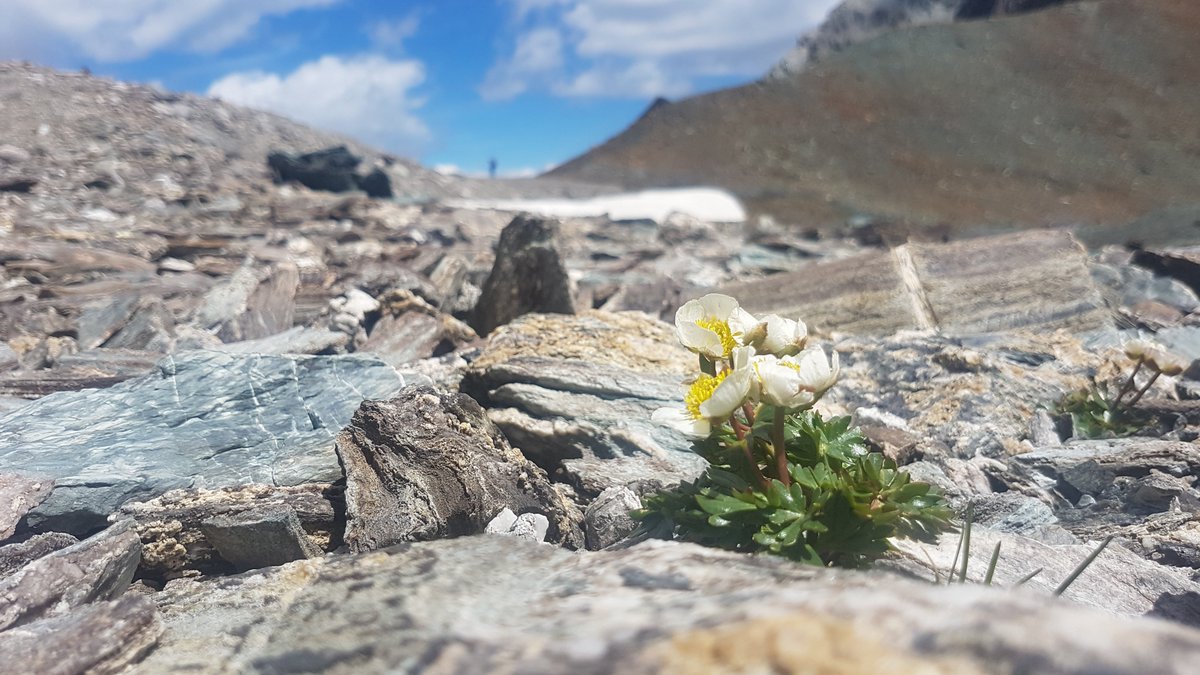JoovonOppen's tweet photo. I am thrilled to announce that I will be starting a postdoc with @EcologyBasel this week!🇨🇭 Really looking forward to diving into #alpine #microclimate, #plant #diversity & #microrefugia, and to have the #mountains around the corner again :)
🏔️🌼❄️☀️ https://t.co/kJXowrPwHq