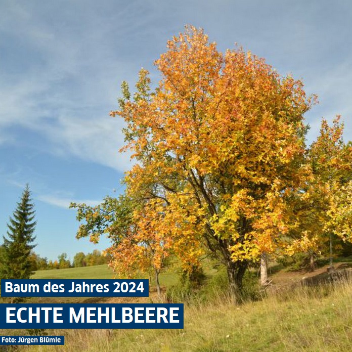 GI_Tschechien's tweet photo. Německým stromem roku 2024 byl vyhlášen Echte Mehlbeere🌳 Ptáte-li se, co to je, tak 🇨🇿 jeřáb muk.
🇩🇪 Název odkazuje k mouce (#Mehl), neboť sušené a mleté bobule (#Beere) tohoto stromu se dříve přidávaly do chlebové mouky🍞
#BaumDesJahres #Mehlbeere #stromroku https://t.co/1ZriFZskaG