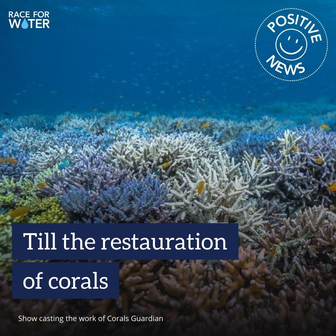 Dive into Hope with @CoralGuardian 🌊 Ever wondered how we can save our precious coral reefs? Look no further than Coral Guardians! They're on a mission to restore dying coral reefs by carefully cultivating and transplanting resilient coral fragments onto degraded areas.