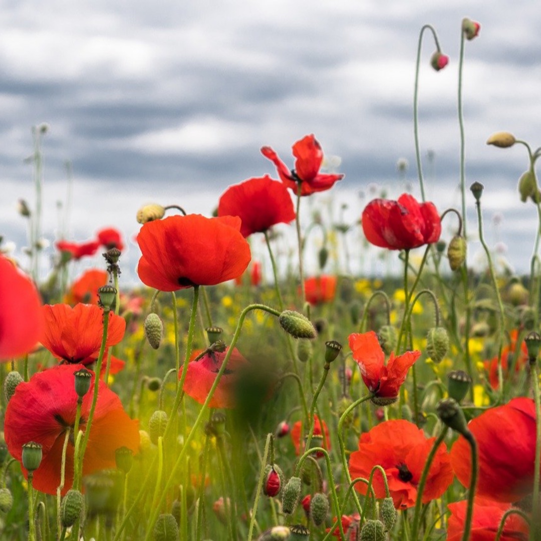 seed_ball's tweet photo. Poppy (Papaver rhoeas)❤️😆❤️ 
A Seedball classic. We love these pollinator-friendly pops of red, perfct for a little rewilding!
https://t.co/3yZPY94f6y https://t.co/2x1IxUyh85