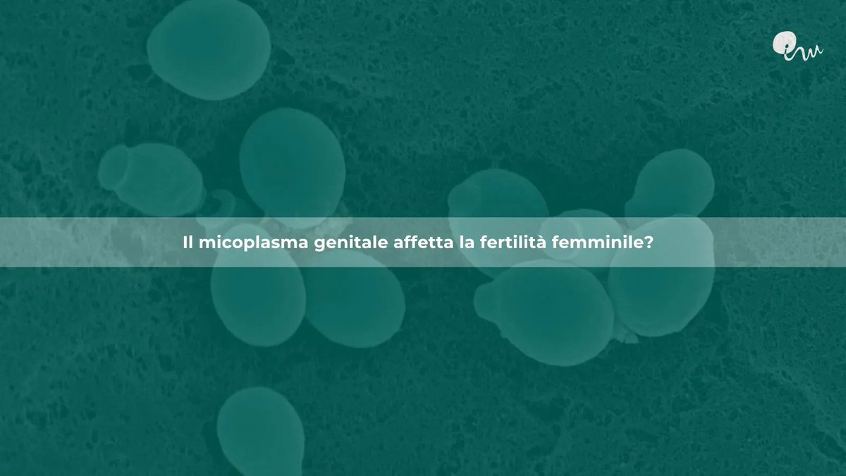 imarques_IT's tweet photo. La patologie a trasmissione sessuale possono generare problemi di fertilità. Tra queste il #micoplasma genitale. Questo batterio può causare un’infiammazione  pelvica, che danneggia le trombe di Falloppio , come succede per la #gonorrea e la #clamidia. 
https://t.co/S305XhD0QY https://t.co/jIt2vylTFP