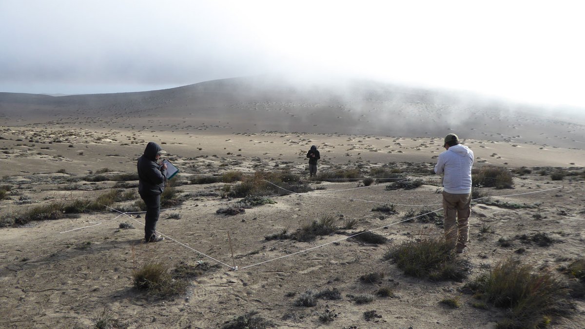 Fully funded NERC-CENTA PhD to model the spatiotemporal dynamics of Peruvian lomas with @cabral_sarmento and @Carolina_Tovar1 and @gistin1 at @unibrimingham and @kewscience. centa.ac.uk/studentship/20…