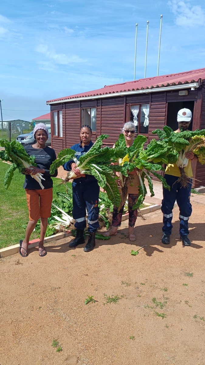 wo_fire's tweet photo. WOF Gouritsmond team's food security garden is blooming with spinach, and they're sharing the harvest with the community. B Working on Fire, is passionate about cultivating teamwork and food security.
#WorkinsOn Fire #CommunityHarvest #Teamwork https://t.co/bRfLp2pfsR
