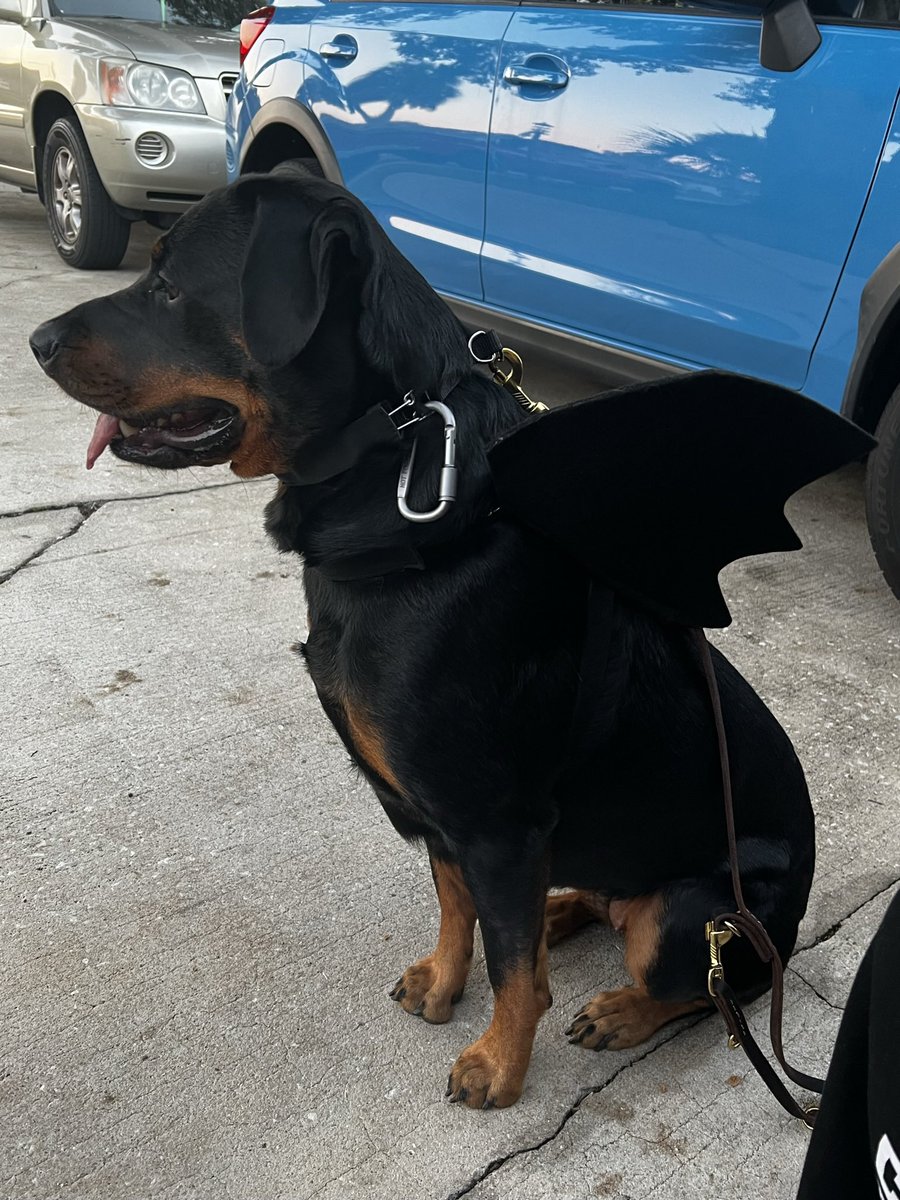Happy Halloween!!
I’m Batdog!
#dogs #rottweiler