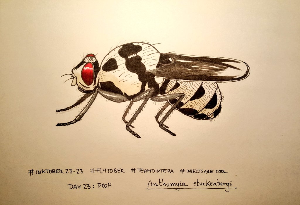 MAMirandaTweet's tweet photo. Keeping alive #flytober a list of amazing #diptera for #inktober2023 Because not all that flies is the same!! Day 21: elegant; Day 22: decay; Day 23: poop; Day 24: sewage https://t.co/LS1EjeNb84