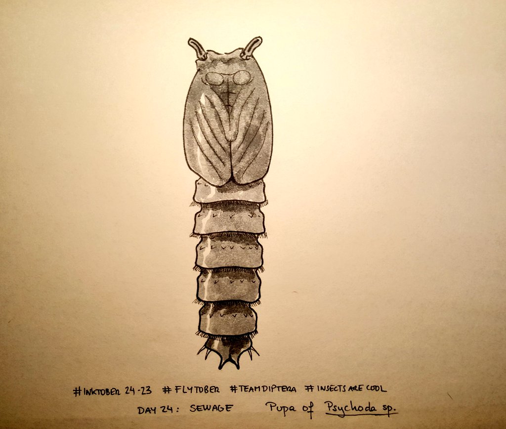 MAMirandaTweet's tweet photo. Keeping alive #flytober a list of amazing #diptera for #inktober2023 Because not all that flies is the same!! Day 21: elegant; Day 22: decay; Day 23: poop; Day 24: sewage https://t.co/LS1EjeNb84