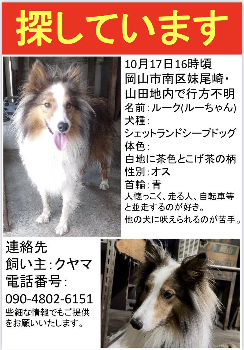 sisimaru3211's tweet photo. 迷い犬情報、さらに多くの方に拡散いただきありがとうございます。

チラシも先週完成し、各所に掲示を依頼しております。

長毛の犬を見かけた、など情報があればDMまでお寄せいただければと思います。よろしくお願いします。 https://t.co/lWRAhsmkHp