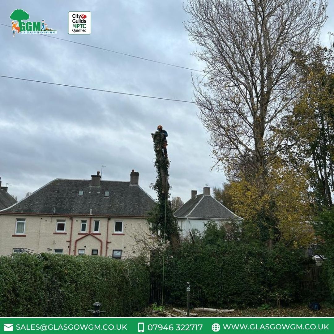 Large poplar tree overhanging 4 gardens? Sorted! 🌳 At GGM, we ensure safety & optimal sunlight by addressing potential tree hazards. Trust Scotland's top garden service for big tree challenges! 🍃

#TreeSurgery #TreeRemoval