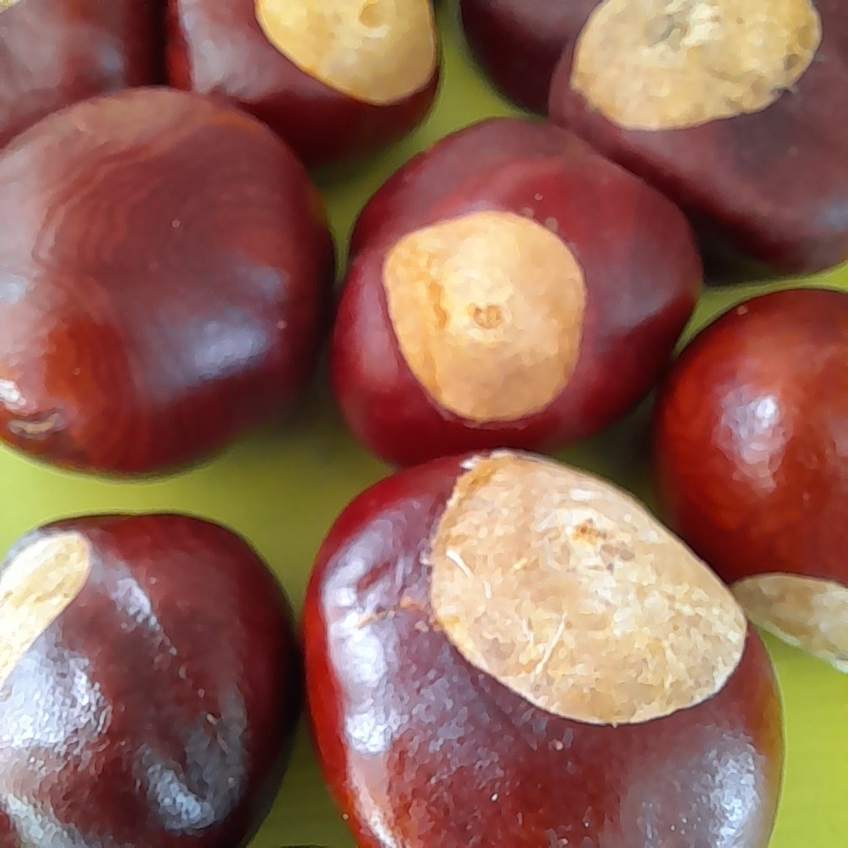 RinePhilbin's tweet image. This year's conkers.  #conkers #AutumnVibes #GardeningTwitter