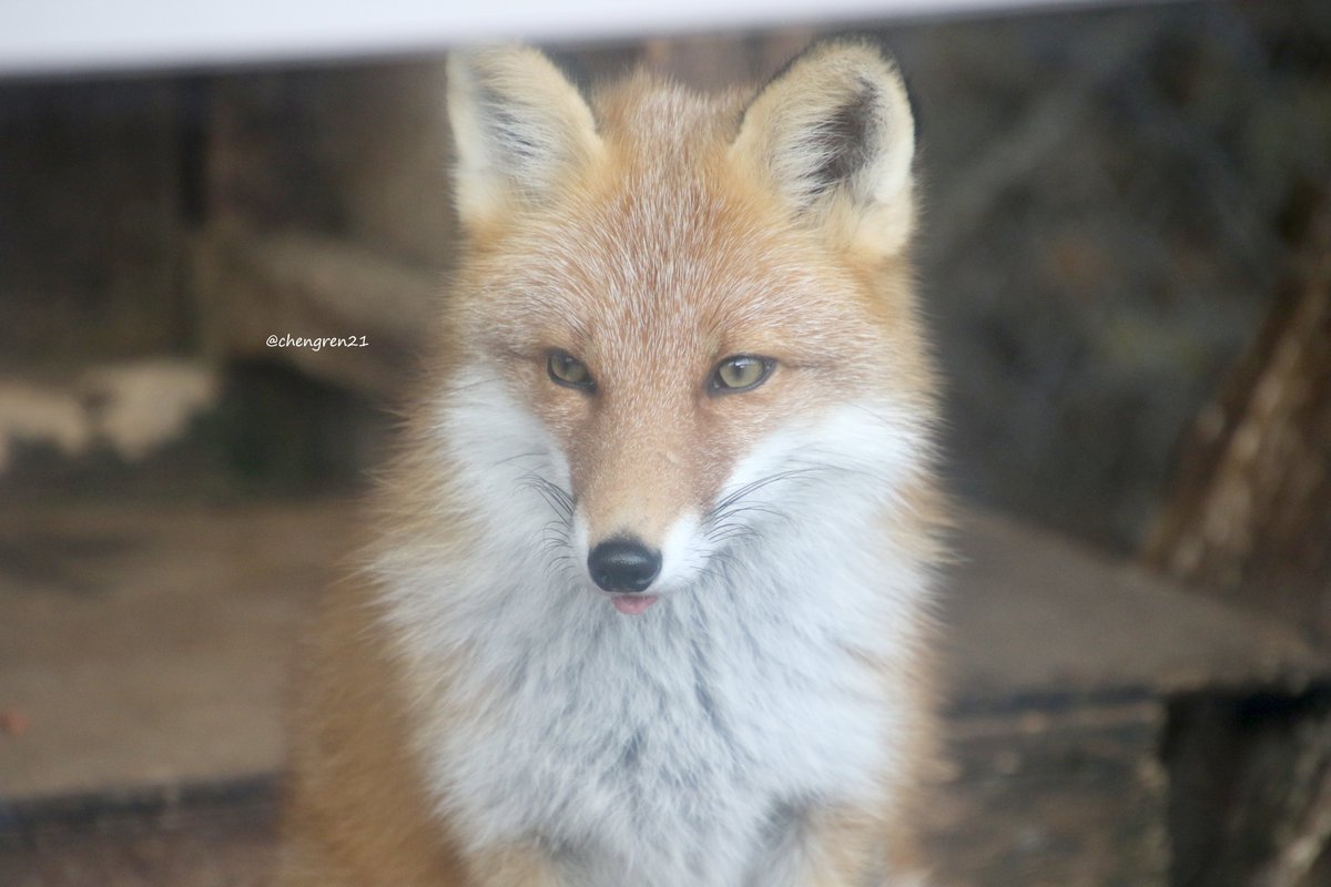 真面目な顔してはみ出すね(キキ♀) #北きつね牧場