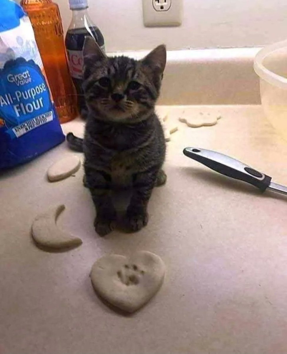 cute cat videos tweet media