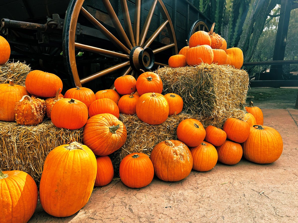 Plenty of pumpkins! 🎃 
#Halloween #PumpkinDay #Halloween2023 #trickortreat #Mondayvibes