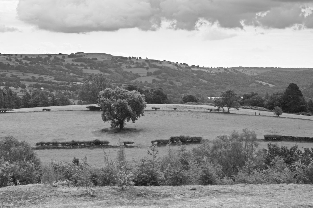 Lone Tree, #thisiswales,#blackandwhitephoto #nikonphotography Read detail at delweddauimages.co.uk/435917378/blog…
