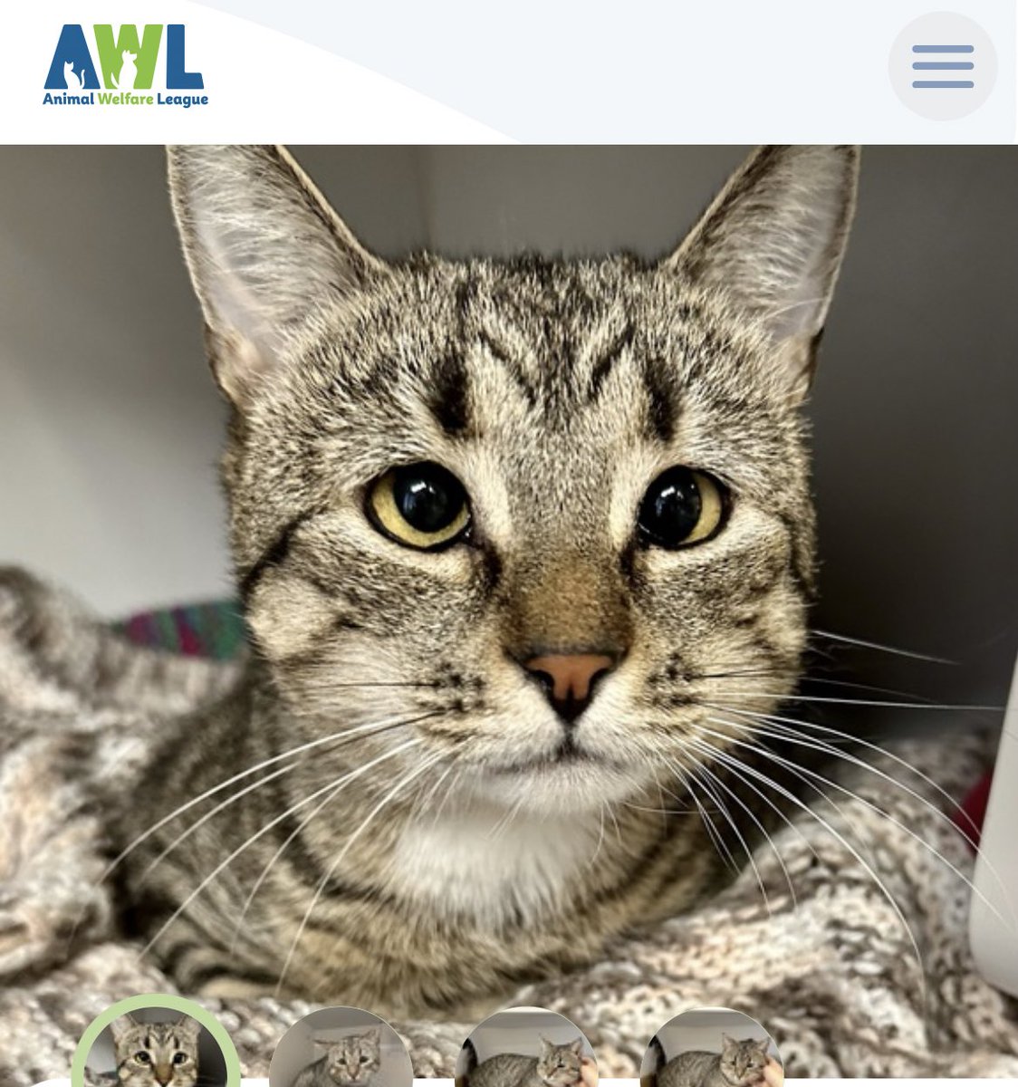 Fishtopher and Friends tweet media