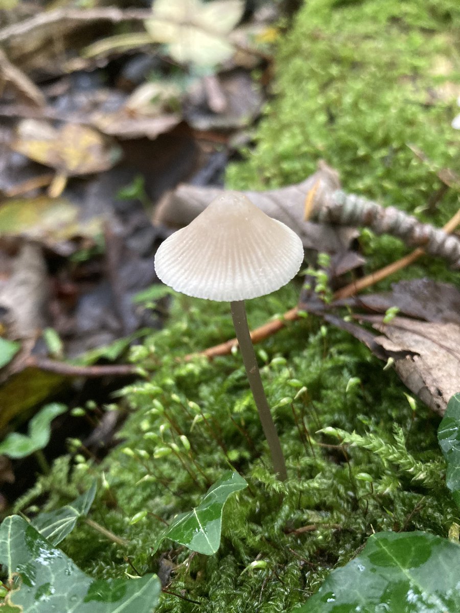 Is het nou mooi , prachtig of heel normaal. Verwonder u!! #regiokuststreek <a href="/ZHLandschap/">Zuid-Hollands Landschap</a> in het Staelduinse bos!