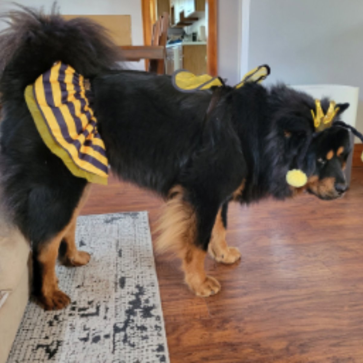 ActionIQinc's tweet image. What do Chewy Lewis, Nutella, and Rubble have in common?

They are all ActionIQ pets that joined our first ever ActionIQ Pet Spectacular! We'll let the adorable pictures take it from here…

#Pets #LifeAtAIQ