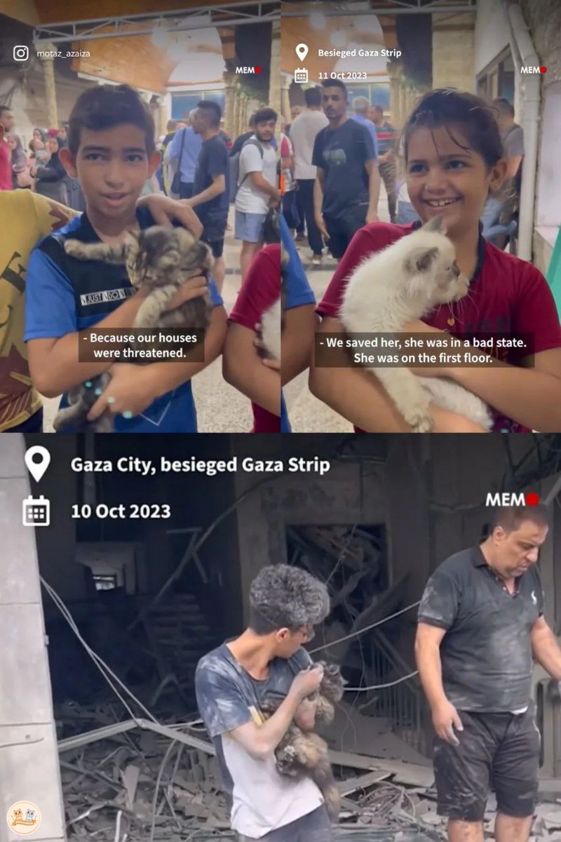 kochengfs's tweet photo. 🐈‍⬛ di tengah ancaman serangan, mereka masih mencari apa yang bisa diselamatkan 😢 look at their smile 😭😭 #.SavePalestine #.CeaseFireNOW https://t.co/FZDGKIUdIH