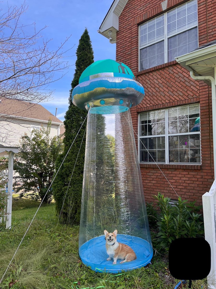 This is Monty. He is being abducted. Very excited to meet some new friends. 12/10