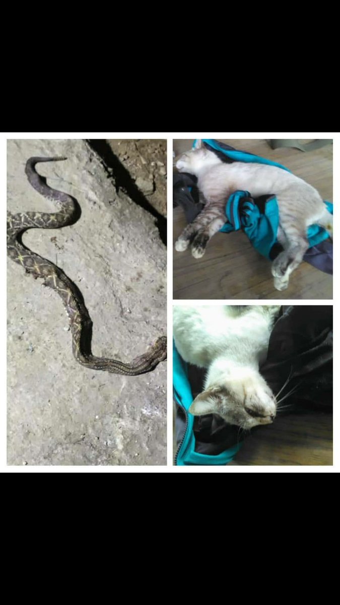 PerroUsuario's tweet photo. Servicio Público Felino URGENTE RT @Ma_Elisa_G:🚨URGENTEEEE SE NECESITA CONSEGUIR SUERO ASTROFÍDICO EN LOS VALLES DEL TUY, PARA  MICHU HÉROE q NO dejó q culebra mordiera a amigo.  Contacto 04125885186 https://t.co/754gwLPsMn