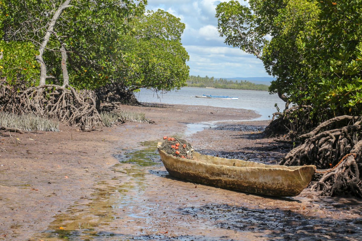 🦀 Dive into the world of crab farming on tonight's episode of Farming Today with @ItsElijahMwangi at 7:30pm!On TV47 Discover Watamu's hidden gem and the future of sustainable seafood. #CrabFarming #FarmingToday #SustainableSeafood
#WatamuCrabs #EcoFarming  @tv47news