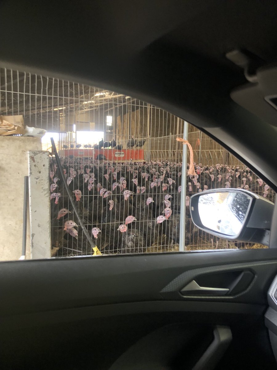 Ready for their feed