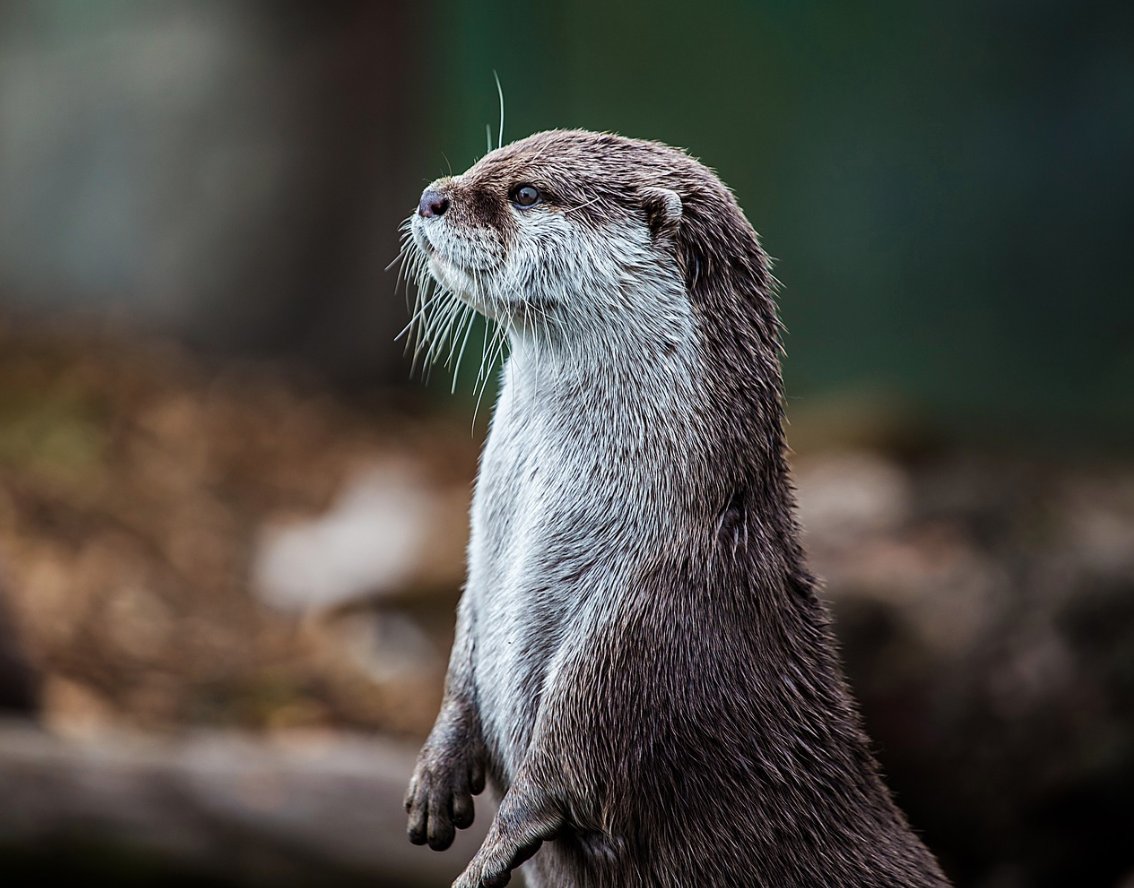 qikipedia's tweet photo. Three million years ago, otters were the size of lions. https://t.co/gbc9ta5QaM