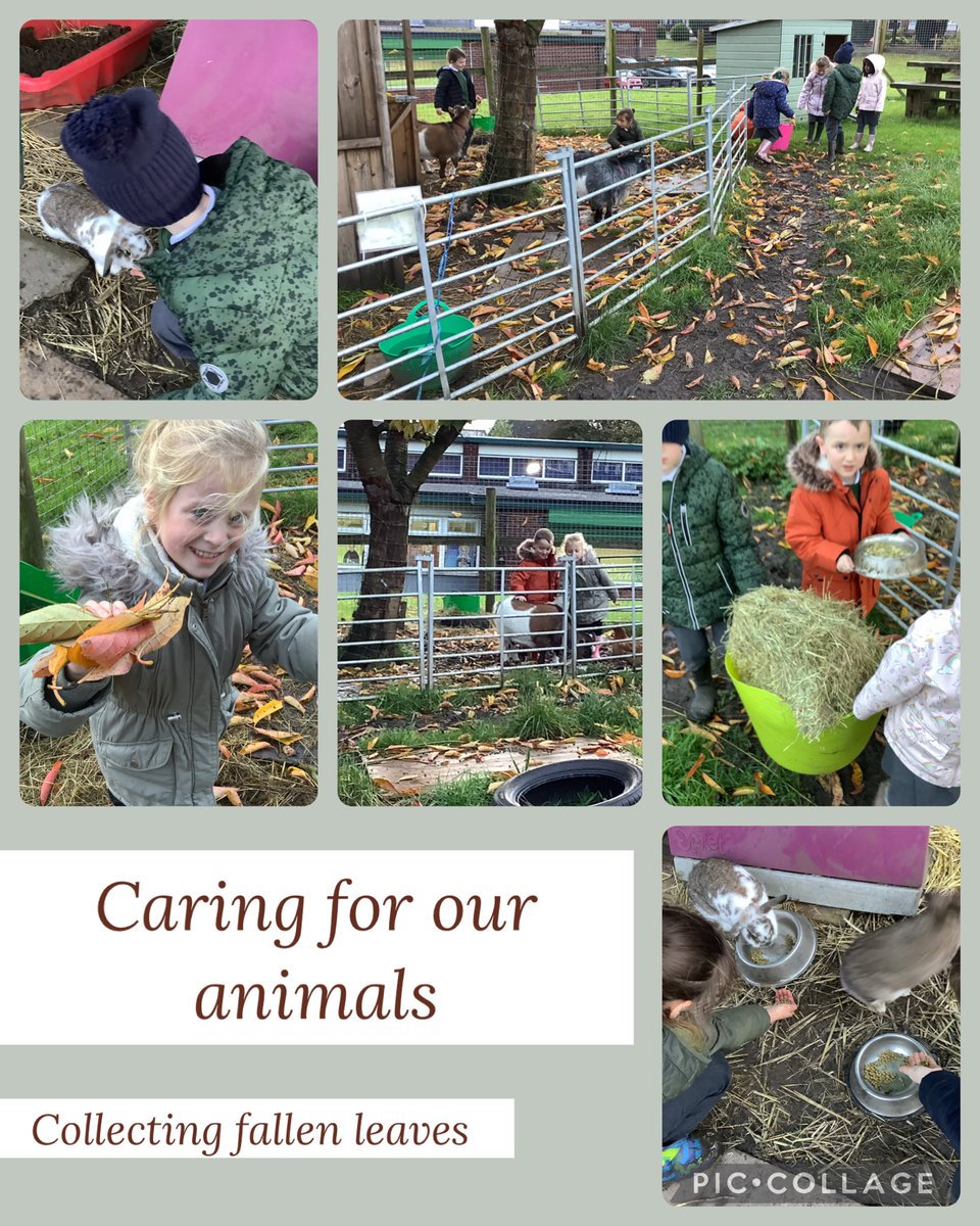 Today in Farm club we cared for our animals and collected leaves to clear their paddock.