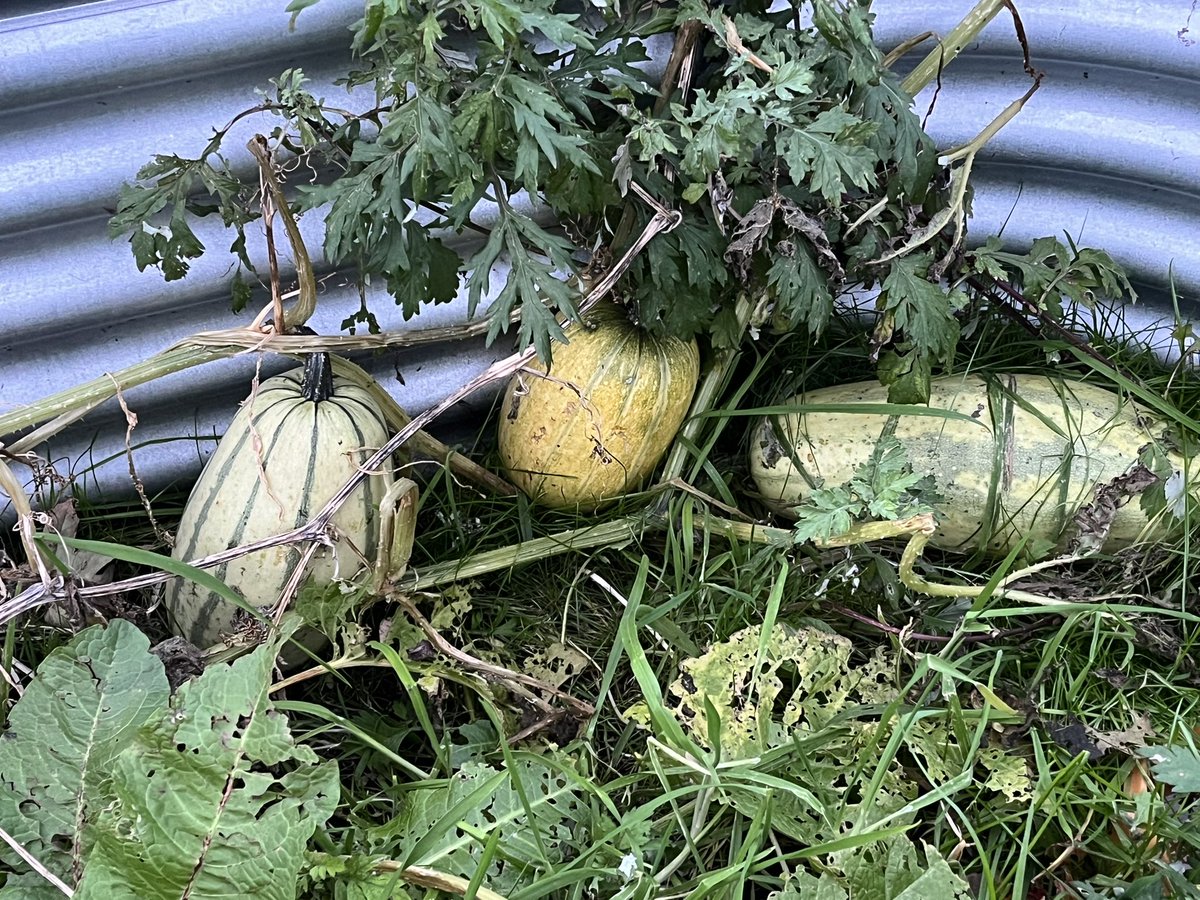 JessNoir tweet media