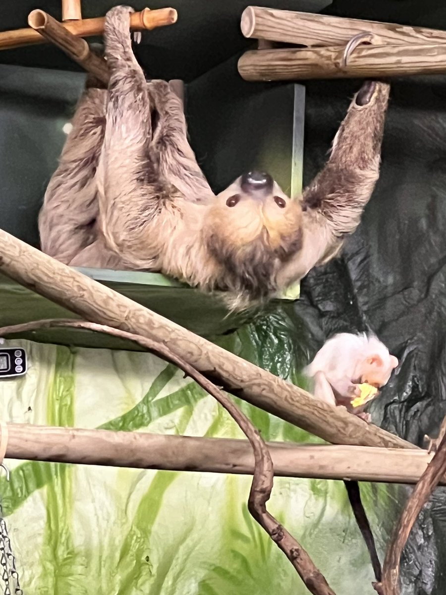 Apparently “the best Xmas present ever” - trip to feed the sloths today &amp; had a very excited 28 year old! Her health means she can’t visit them in their natural habitat so this was definitely the next best thing - &amp; there was a sloth baby too! 😌 #HappyDays <a href="/Spells95/">Jess 🦥</a>