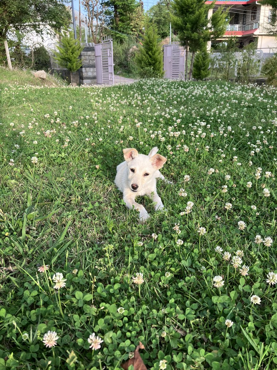 naren.io tweet media