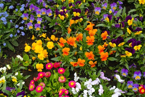 GuildfordnBloom's tweet image. #NovemberGardeningTip:  Complete planting of Spring bedding in the garden or in containers. #GIB2023 #SpringBedding