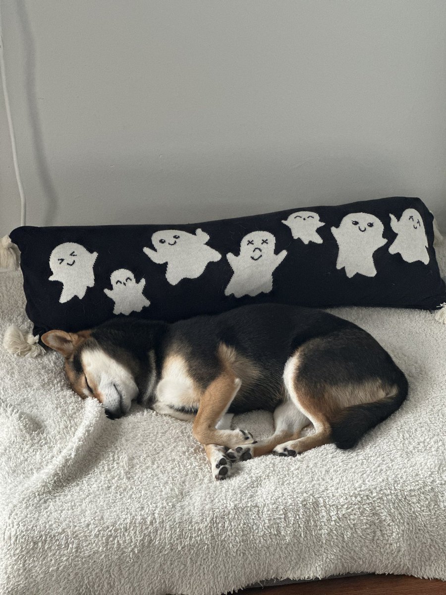 Happy Monday from the sleepy queen