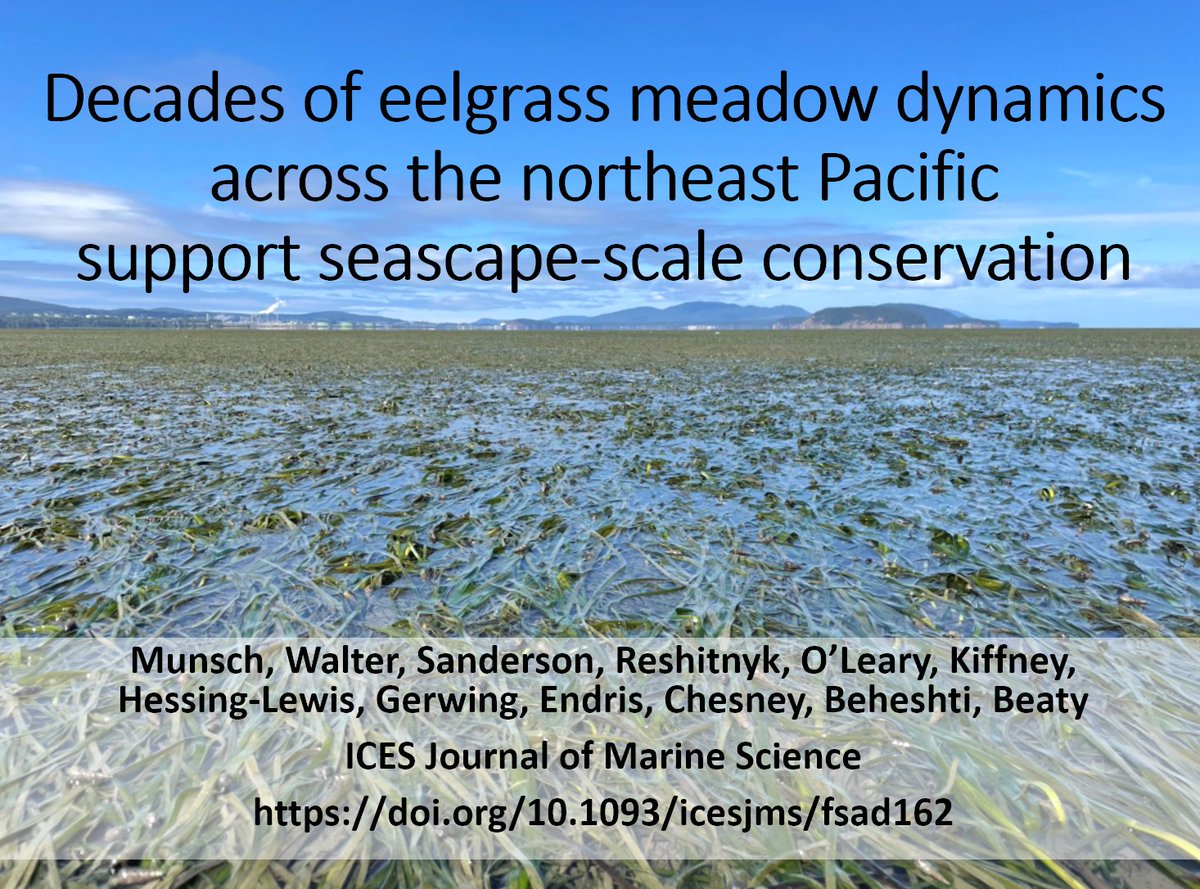 New paper from a collaboration w/some great #eelgrass scientists 🌊🌱

 doi.org/10.1093/icesjm…

#seagrass #conservation #marinebiology