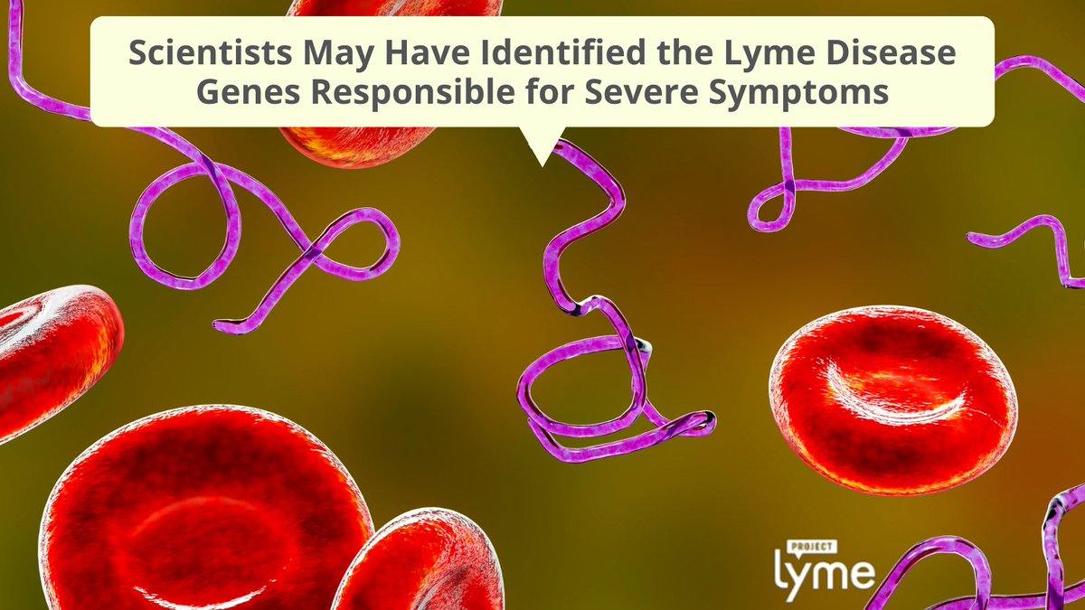 Project Lyme (@projectlyme) on Twitter photo New #research — funded by <a href="/NIH/">NIH</a> & <a href="/BayAreaLyme/">Bay Area Lyme Foundation</a> — looked at samples from 299 #LymeDisease patients in the Northeast & Midwest U.S. & Central Europe. Gene sequences specific to more severe symptoms were identified, along with other valuable data. Via <a href="/TIME/">TIME</a> time.com/6310027/lyme-d… New #research — funded by <a href="/NIH/">NIH</a> & <a href="/BayAreaLyme/">Bay Area Lyme Foundation</a> — looked at samples from 299 #LymeDisease patients in the Northeast & Midwest U.S. & Central Europe. Gene sequences specific to more severe symptoms were identified, along with other valuable data. Via <a href="/TIME/">TIME</a> time.com/6310027/lyme-d…