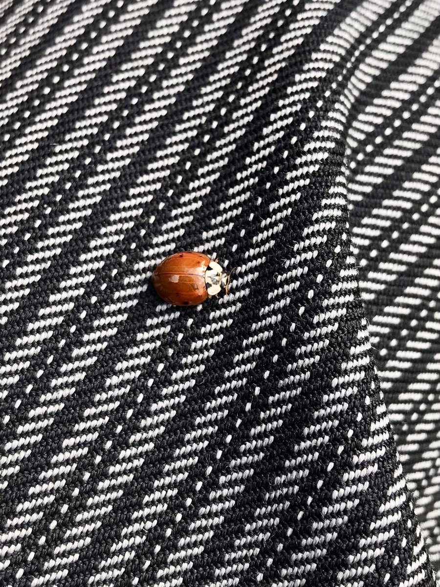 @vc40ladybirds @UKLadybirds This landed on me today in a churchyard in Penn, Wolverhampton - same almost spotless species or a spotless harlequin?

@WombourneNature
