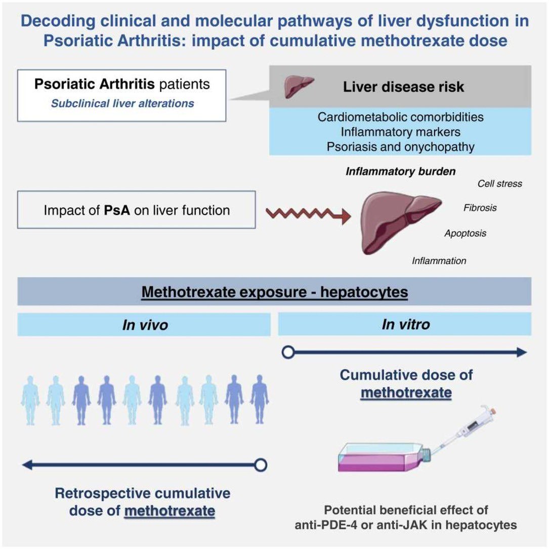 Iván Arias (@ivdelaro) on Twitter photo 📩 Proud to share that our research paper:
▶️ “Decoding clinical and molecular pathways of liver dysfunction in Psoriatic Arthritis: Impact of cumulative methotrexate doses” is now out in “Biomedicine & Pharmacotherapy journal” 🎊
👩🏻🔬 <a href="/NuriaBP3/">NBarbarroja</a>
🖇️ authors.elsevier.com/sd/article/S07… 📩 Proud to share that our research paper:
▶️ “Decoding clinical and molecular pathways of liver dysfunction in Psoriatic Arthritis: Impact of cumulative methotrexate doses” is now out in “Biomedicine & Pharmacotherapy journal” 🎊
👩🏻🔬 <a href="/NuriaBP3/">NBarbarroja</a>
🖇️ authors.elsevier.com/sd/article/S07…