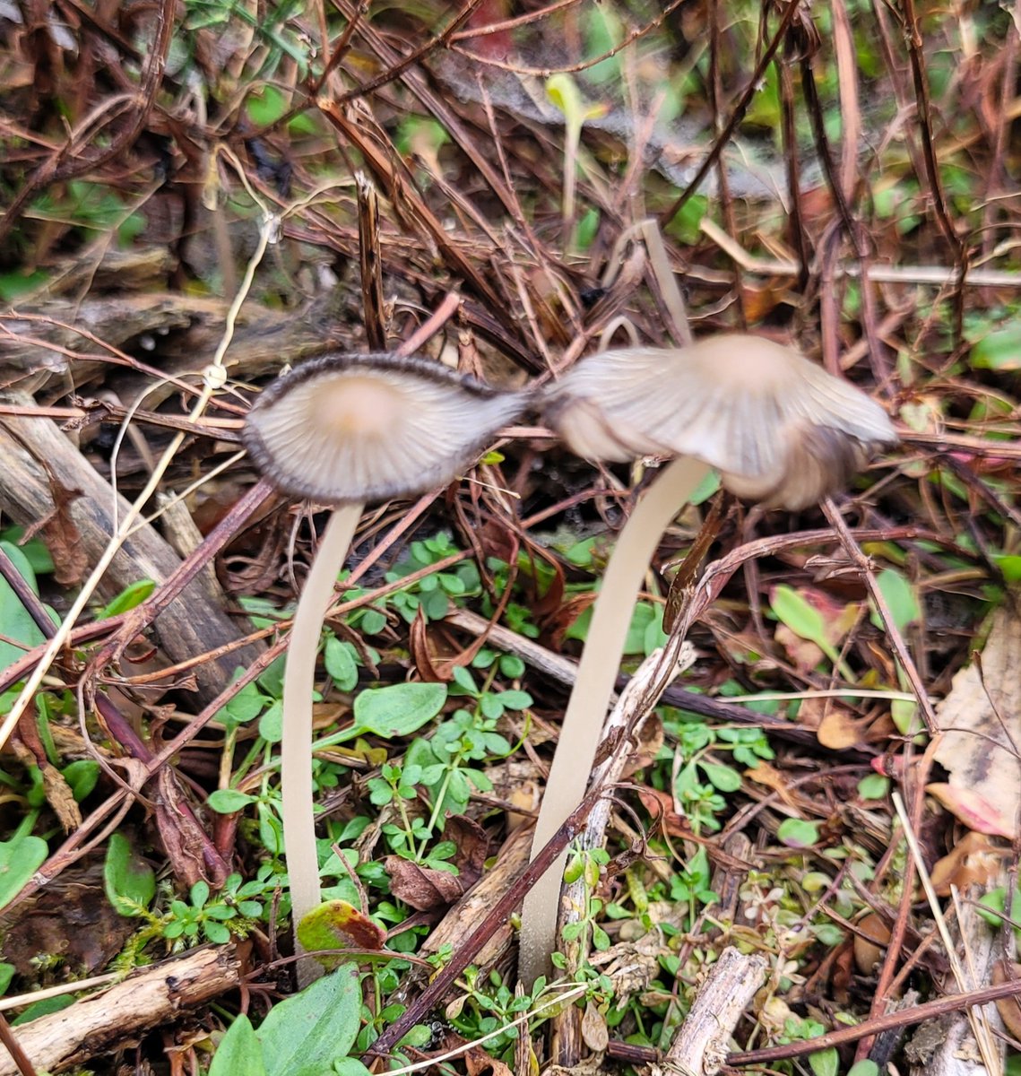 Mᴇʟania 🇺🇦 *according to cute babusyas* tweet media