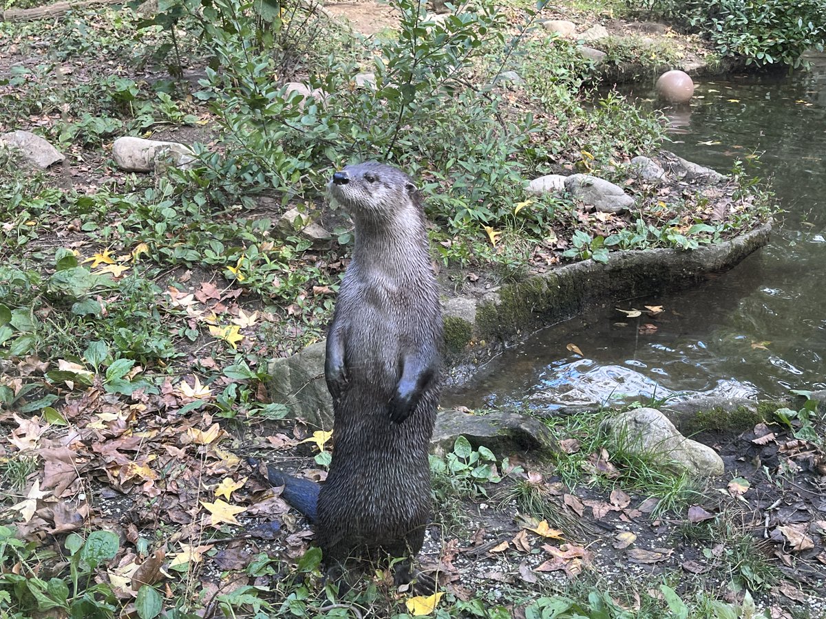 Prospect Park Zoo tweet media