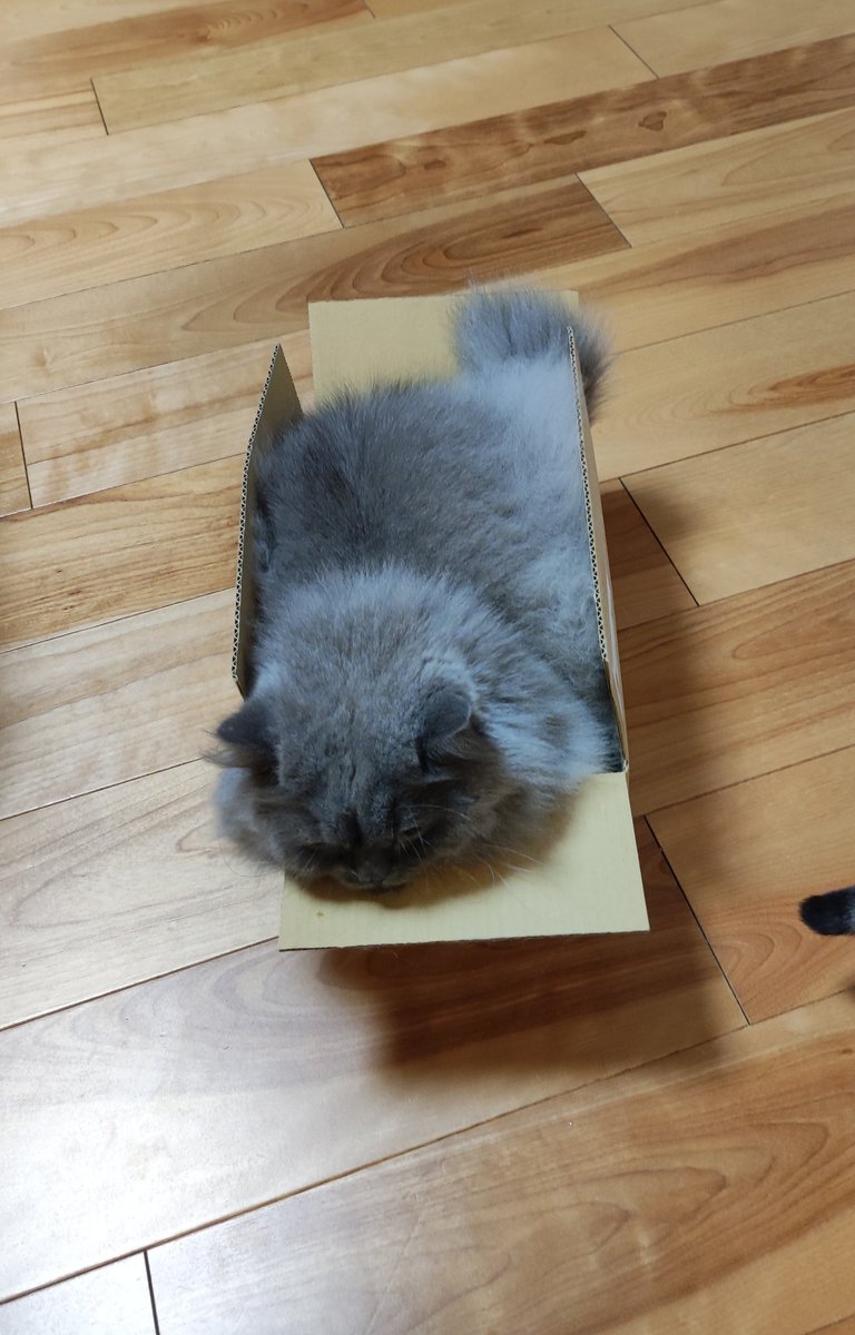 pake0413's tweet photo. きっちり!
#ブリティッシュロングヘア 
#猫のいる暮らし https://t.co/FcCpbkerAu