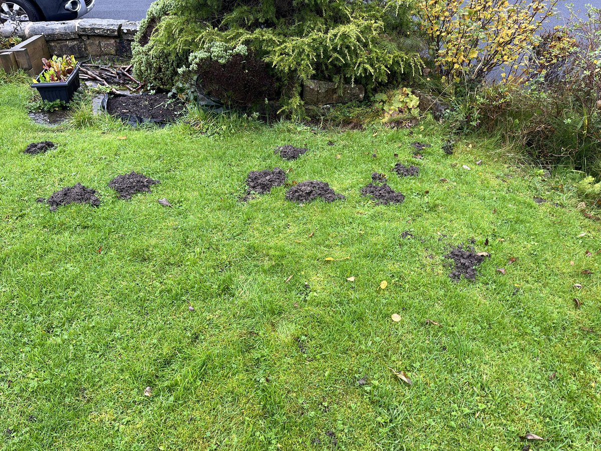s_hayhurst's tweet image. This garden in #colden has recently been invaded by moles. Ill be monitoring it until the issue has been resolved 😊👍 #calderdale #hebdenbridge #halifax #yorkshire #moleman #molecatcher #pestcontrol #pestservices #garden #lawncare