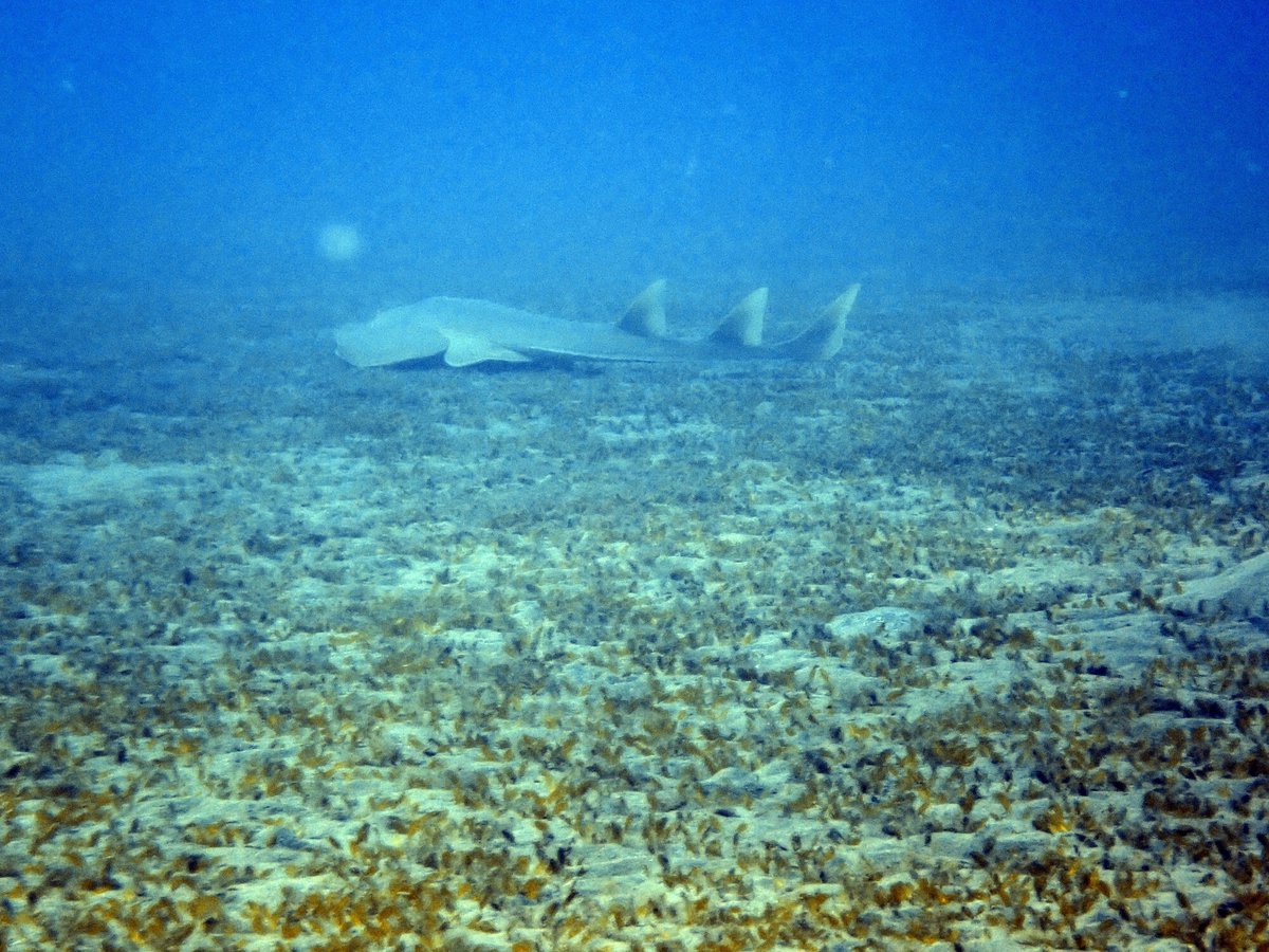 The Giant Guitarshark Rhynchobatus djiddensis is a critically endangered species of fish restricted to the Indian Ocean and Red Sea regions. One of our team was lucky enough to observe one last week in the seagrass in Southern Egypt