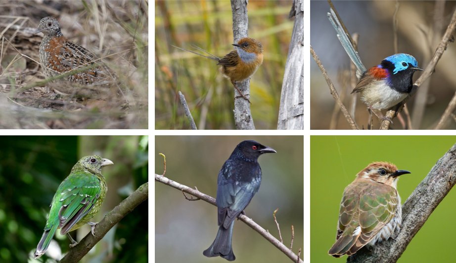 vgarcianavas's tweet photo. Check out our new study in @BehavEcol in which we merge #communityecology and #bioacoustics to examine how the acoustic structure of Australian bird communities changes along an environmental gradient 🌿🌵🌳 With @nalinyyy and Dan Blumstein @ebdonana 
>>https://t.co/6OZ4EDv3lv https://t.co/iOEAiqt2tP