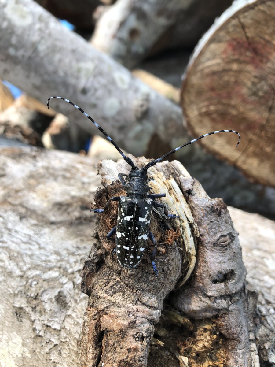 Please join us today at 10 am EST for Ms. Lena Schmitt's defense seminar on the #invasivespecies ALB! Lena investigated beetle phenology in a novel climate (South Carolina). The seminar is free and open to anyone, zoom link is:

clemson.zoom.us/j/94583000444