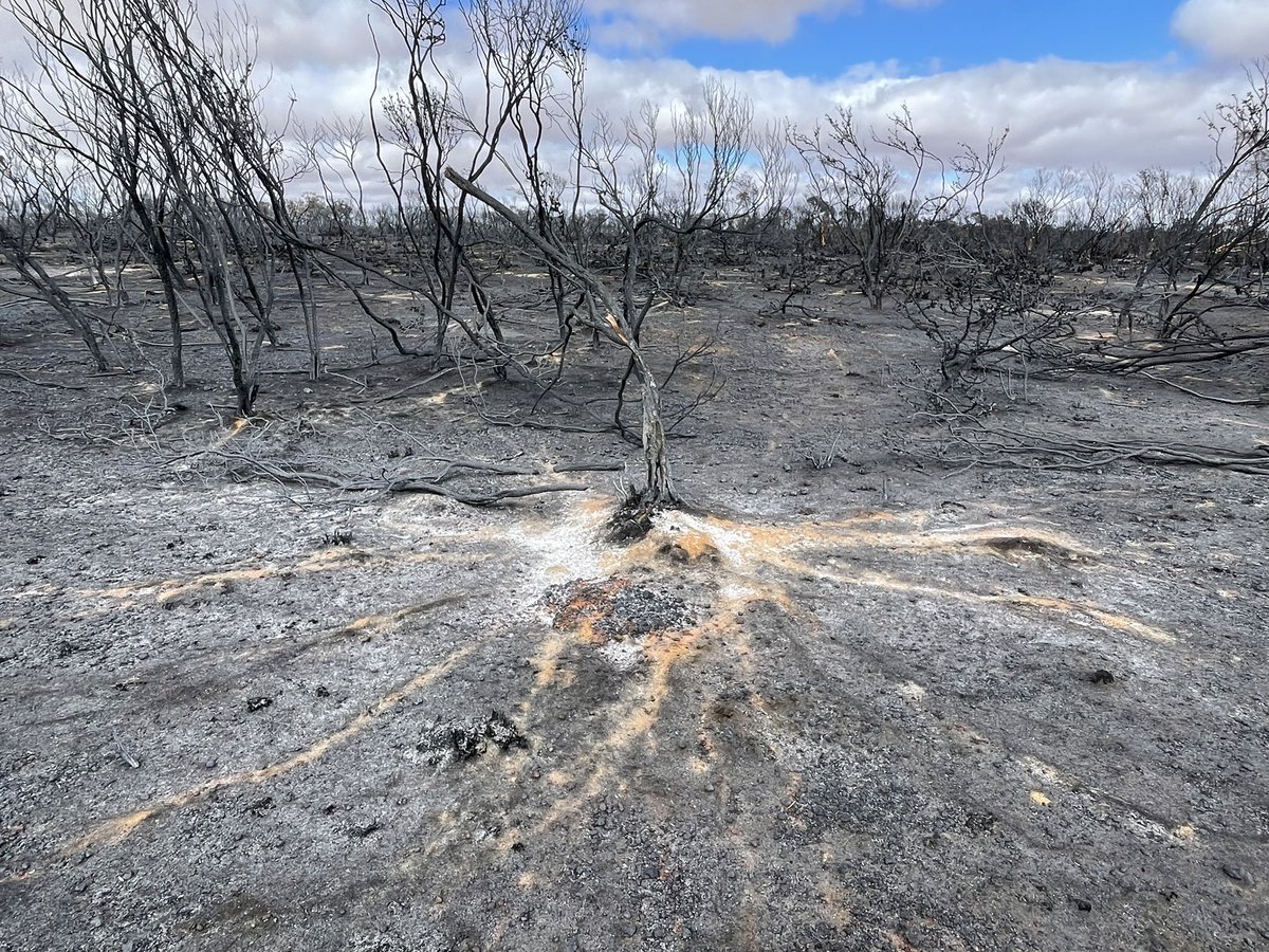 Skeletal evidence of burnt trees. Over 700ha on our 1200ha Corrigin reserve was recently burnt.  First warm, windy day. #corriginfires