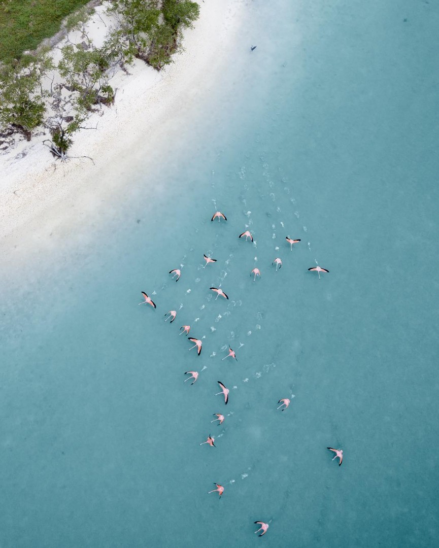 visitmexicojapa's tweet photo. 野性のフラミンゴ🦩🦩🦩
📷 @dronepilotcouple
#IslaDeHolbox #quintanaroo
@wevisitmexico @VisitMex https://t.co/K54KiryAoy