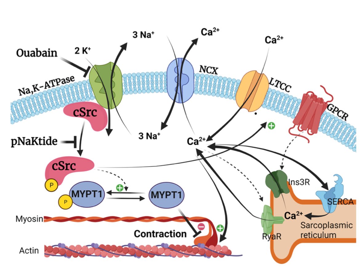 ChrStaehr's tweet photo. The #review further delves into the association between reduced expression of the Na,K-ATPase or its inhibition with #ouabain and #migraine with #aura. Multiple Na,K-#ATPase-dependent signaling pathways may play a role in this #pathophysiology 💡 https://t.co/1vvB3V4tFt